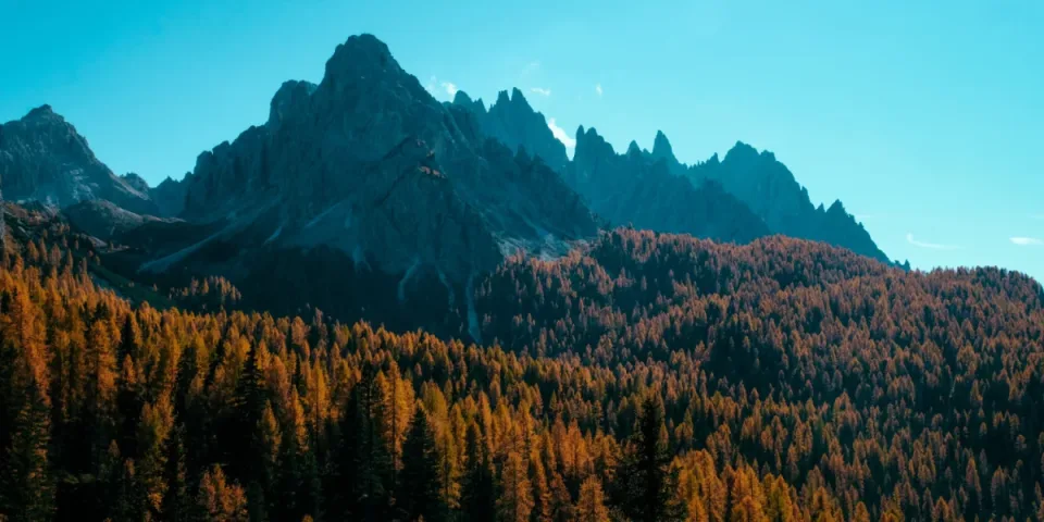 Ogrody z charakterem: jak zaplanować ścieżki, taras i nasadzenia, by stworzyć spójny projekt i optycznie powiększyć przestrzeń.